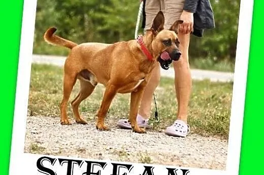 Amstaff mix,energiczny,aktywny przyjazny pies STEF