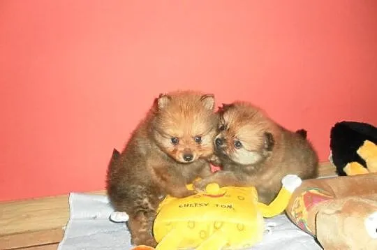 POMERANIAN -szpic pomorski - ISTNE ŻYWE MASKOTKI.
