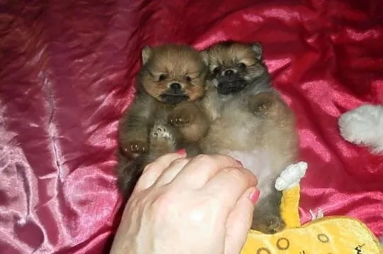 POMERANIAN -szpic pomorski - ISTNE ŻYWE MASKOTKI.