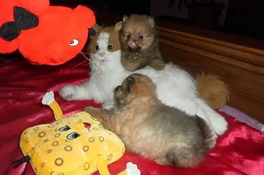 POMERANIAN -szpic pomorski - ISTNE ŻYWE MASKOTKI.