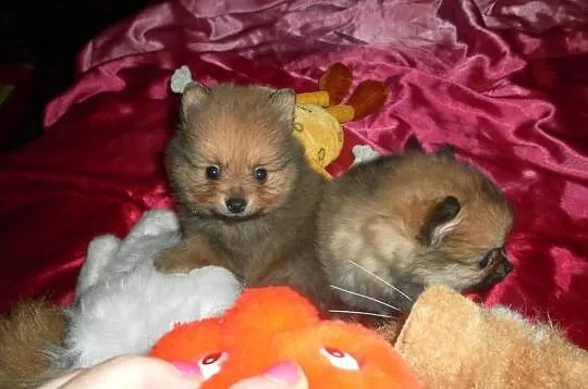 POMERANIAN -szpic pomorski - ISTNE ŻYWE MASKOTKI.