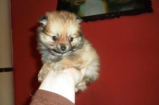 POMERANIAN -szpic pomorski - ISTNE ŻYWE MASKOTKI.