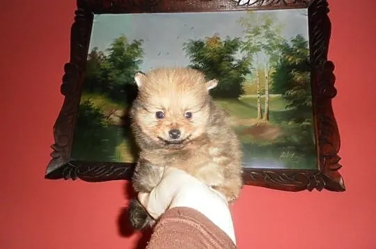 POMERANIAN -szpic pomorski - ISTNE ŻYWE MASKOTKI.