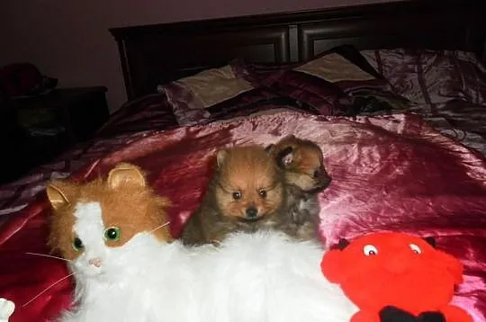 POMERANIAN -szpic pomorski - ISTNE ŻYWE MASKOTKI.