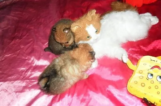 POMERANIAN -szpic pomorski - ISTNE ŻYWE MASKOTKI.