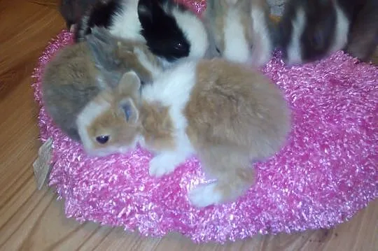 Króliczki króliki karzełki teddy,miniaturki