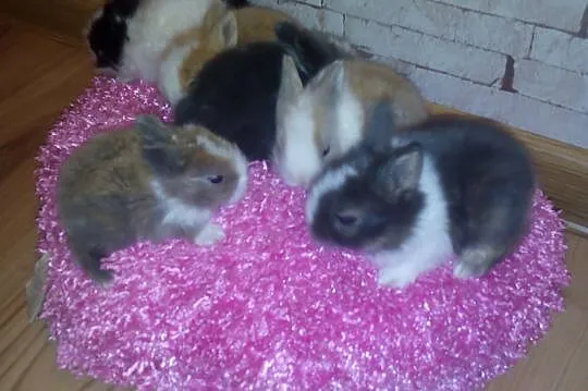 Króliczki króliki karzełki teddy,miniaturki