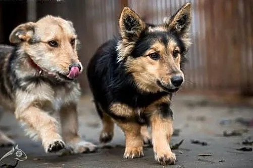 Gucio i Chałka - młode niskopodłogowce do adopcji!
