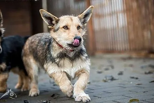 Gucio i Chałka - młode niskopodłogowce do adopcji!