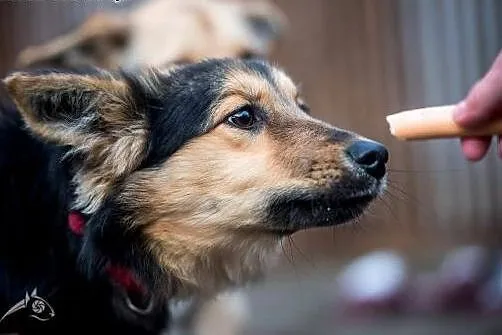 Gucio i Chałka - młode niskopodłogowce do adopcji!