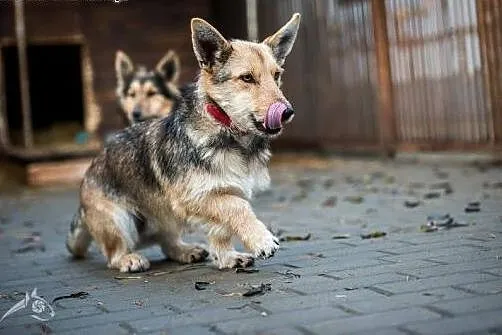 Gucio i Chałka - młode niskopodłogowce do adopcji!