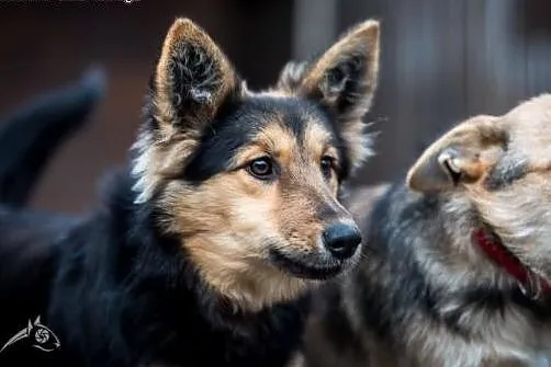 Gucio i Chałka - młode niskopodłogowce do adopcji!