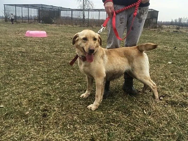 Dejzi młoda labradorka szuka domu