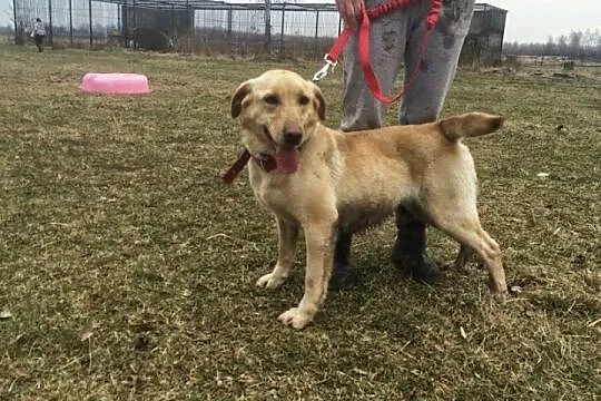 Dejzi młoda labradorka szuka domu