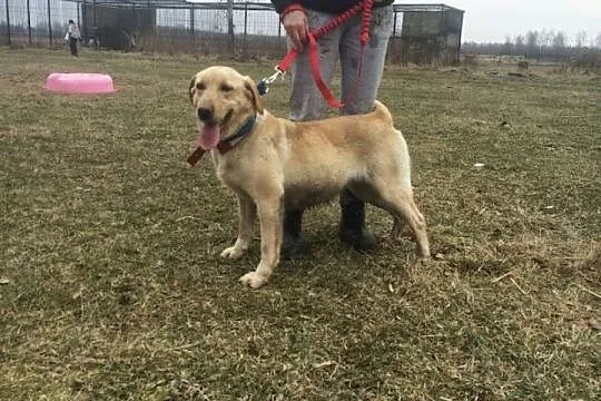 Dejzi młoda labradorka szuka domu