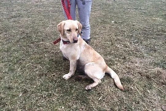 Dejzi młoda labradorka szuka domu