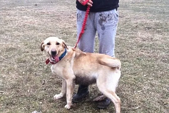 Dejzi młoda labradorka szuka domu