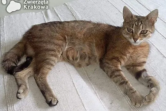 Sisi towarzyska, super kotka,  małopolskie Kraków, Kraków