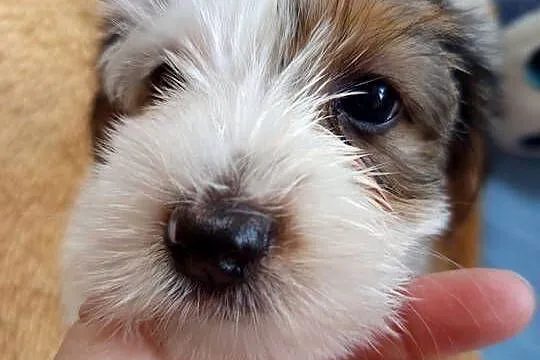 York Biewer Śliczna Suczka ostatnia z potomstwa, Mazowieckie, Łomianki
