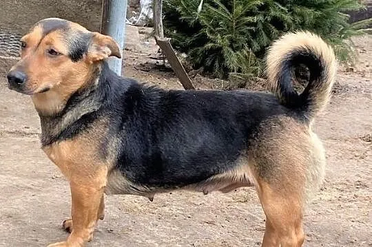 TINA mała młoda miła suczka czeka na dom, Wielkopolskie, Poznań