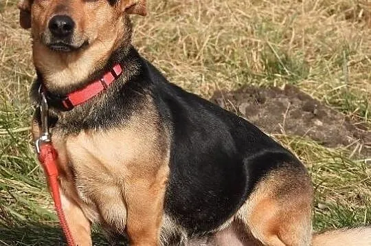 TINA mała młoda miła suczka czeka na dom, Wielkopolskie, Poznań