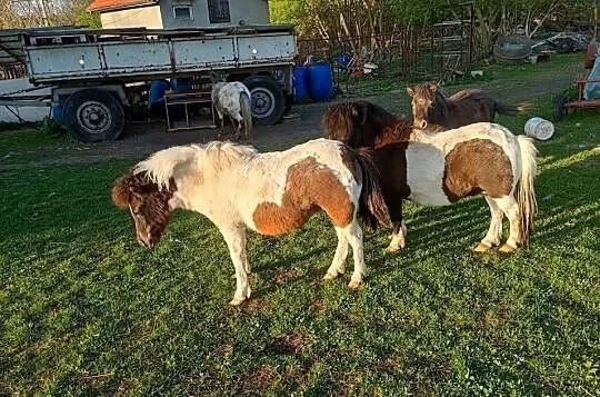 Sprzedam kucyki, Świętokrzyskie, Busko-Zdrój