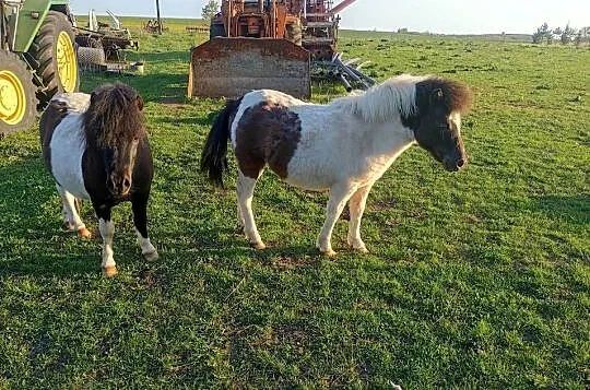 Sprzedam kucyki, Świętokrzyskie, Busko-Zdrój