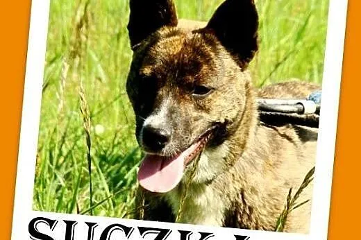 10 mies. 15 kg bardzo aktywna,przyjazna suczka PRĘGULA.Adopcja,  małopolskie Kraków