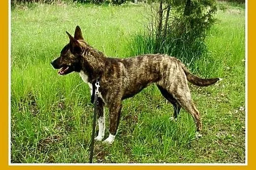 10 mies. 15 kg bardzo aktywna,przyjazna suczka PRĘ