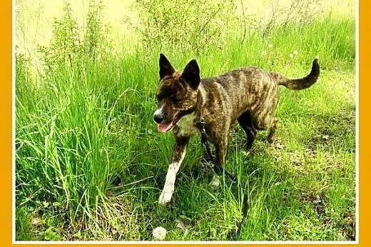 10 mies. 15 kg bardzo aktywna,przyjazna suczka PRĘ