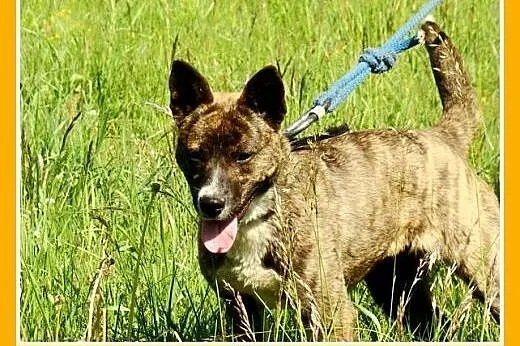10 mies. 15 kg bardzo aktywna,przyjazna suczka PRĘ