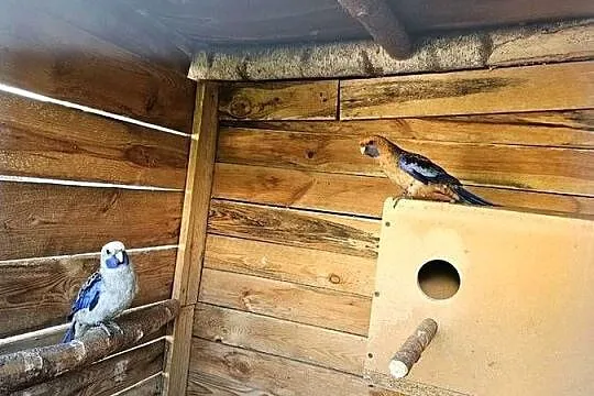 Sprzedam pare rozeli krolewskich, Wielkopolskie, Leszno