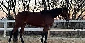 Klacz do hodowli TURBUD QUIRINUS/QUAMIRO/QUIDAM DE REVEL, ,