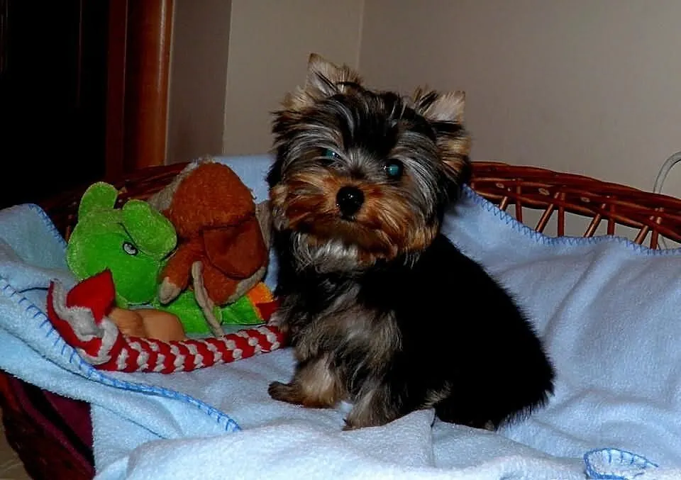 York ,Yorki ,Yorkshire Terrier . Suczka