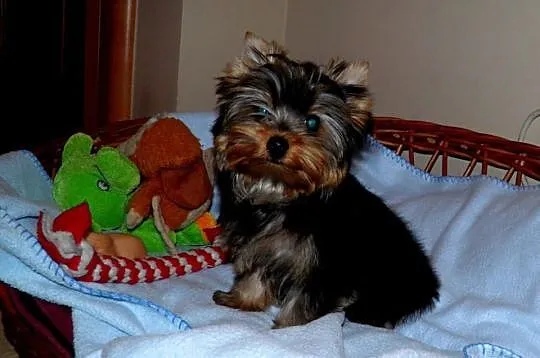 York ,Yorki ,Yorkshire Terrier . Suczka