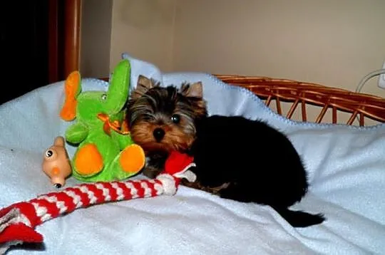York ,Yorki ,Yorkshire Terrier . Suczka