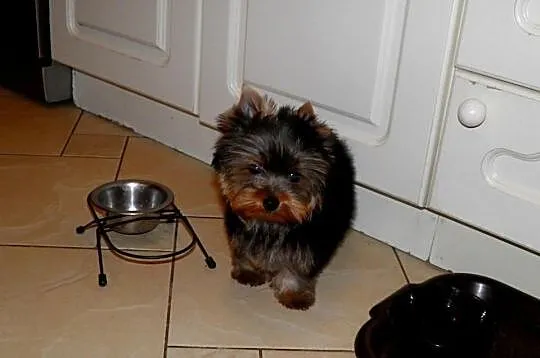 York ,Yorki ,Yorkshire Terrier . Suczka