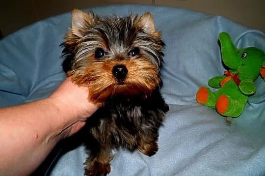York ,Yorki ,Yorkshire Terrier . Suczka