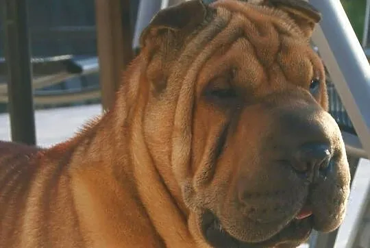 Rodowodowe Szczeniaczki Shar Pei po Championach