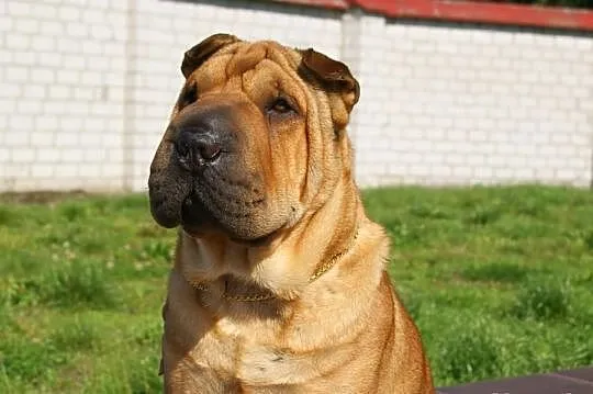 Rodowodowe Szczeniaczki Shar Pei po Championach