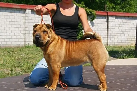 Rodowodowe Szczeniaczki Shar Pei po Championach