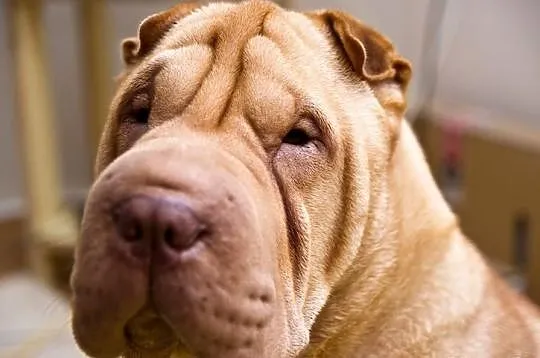 Rodowodowe Szczeniaczki Shar Pei po Championach