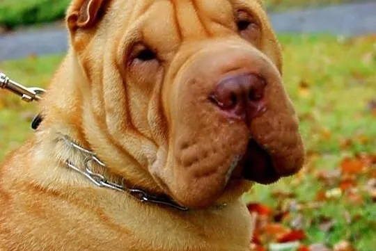 Rodowodowe Szczeniaczki Shar Pei po Championach