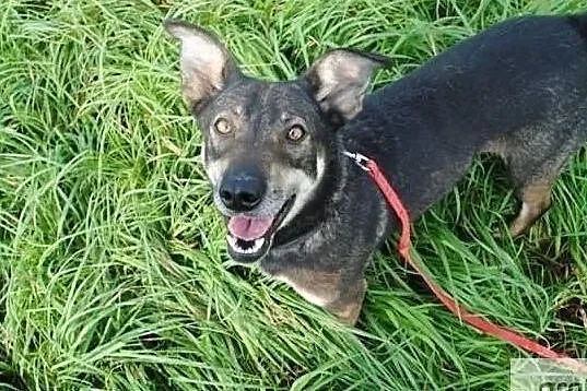 Ibiza piękna uśmiechnięta sunia poleca się do adopcji, , Wrocław