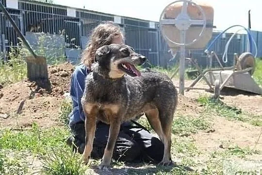 Ibiza piękna uśmiechnięta sunia poleca się do adopcji, , Wrocław