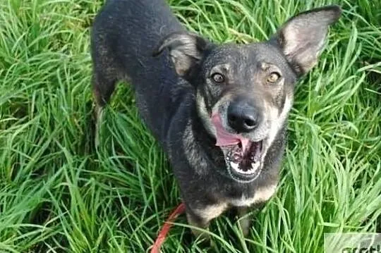 Ibiza piękna uśmiechnięta sunia poleca się do adopcji, , Wrocław