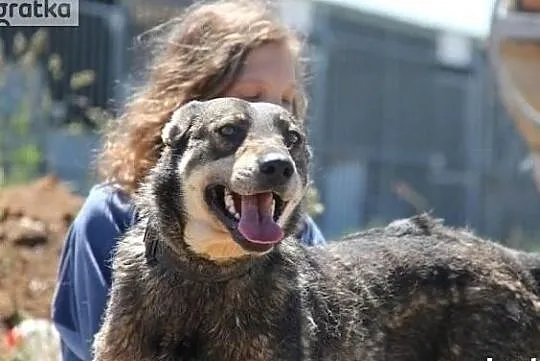 Ibiza piękna uśmiechnięta sunia poleca się do adopcji, , Wrocław