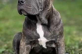 American Bandog