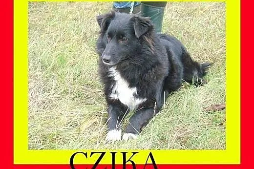 12kg,sympatyczna,łagodna,milusińska,wesoła,suczka CZIKA,  małopolskie Kraków