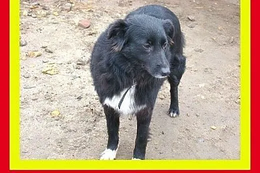 12kg,sympatyczna,łagodna,milusińska,wesoła,suczka 